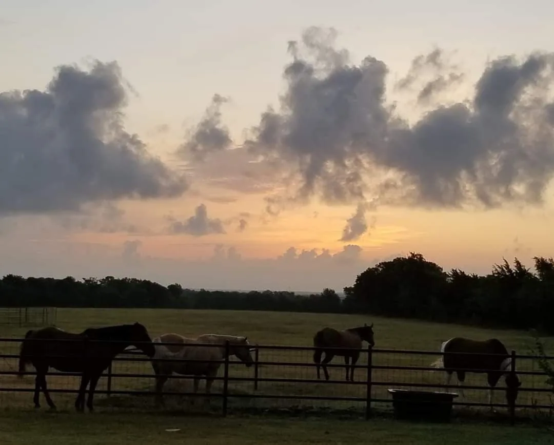 Horses at sunset
